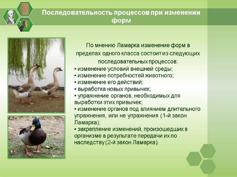 Последовательность процессов при изменении форм По мнению Ламарка изменение форм в пределах одного класса